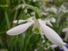 Show product details for Galanthus Atkinsii